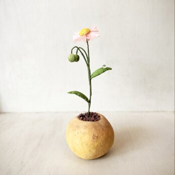 5520.bud 粘土の鉢植え ハルジオン