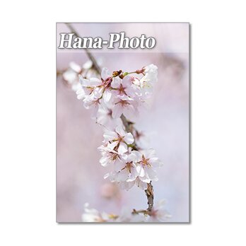 1453）枝垂れ桜、大島桜、陽光桜、スモモ、雪柳 　   ポストカード5枚組の画像