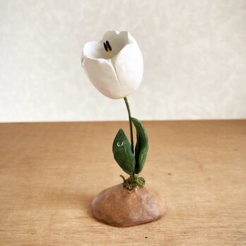 5559.bud 土から 〜 チューリップ