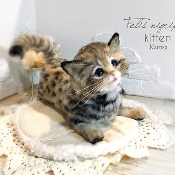 可動 ポーズを変えられる クロアシネコ 赤ちゃん 子猫 世界最小の猫 ✨の画像