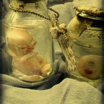 胎児標本セットの画像
