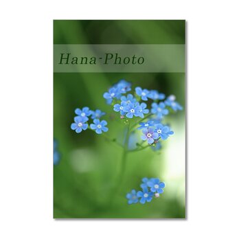 1466) 青い花（忘れな草、ヤグルマギク、ツルニチソウ、シラーカンパニュラータ、丁子草）    ポストカード5枚組の画像