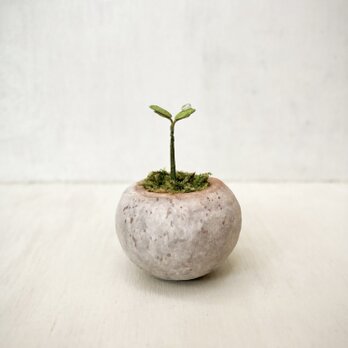 5641.bud 粘土の鉢植えの画像