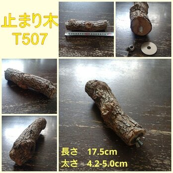 止まり木（枝：TOY-08-015）T507の画像