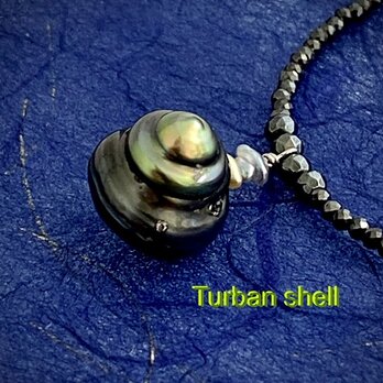 Turban shell（ターバンシェル）の画像