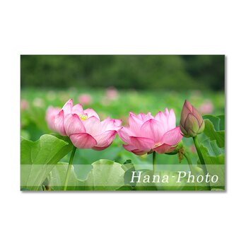 1471) 美しいハスの花 　ポストカード5枚組の画像