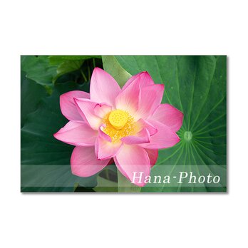 1473) 艶やかなハスの花　ポストカード5枚組の画像