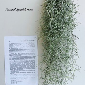 3/13 入荷しました！再//////..販！人気　インテリア植物　北欧風壁飾り　グリーン・スパニッシュモス！の画像