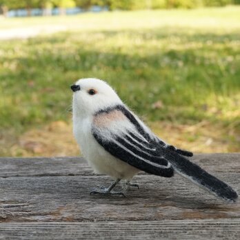 シマエナガ・見上げてごらんの画像