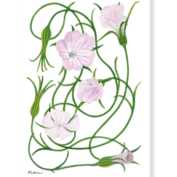 グリーティングカード　桜貝の画像