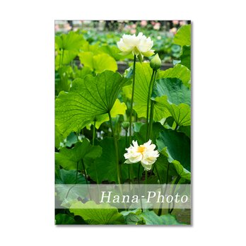 1485) 美しい白とピンクの蓮の花   　ポストカード5枚組の画像