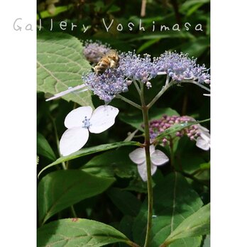 ミツバチ「花粉団子」 「ハチのいる暮らし」 2L判サイズ光沢写真縦 写真のみ 花写真 蜂写真の画像