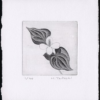 どくだみの白い花・2021/銅版画(作品のみ）の画像