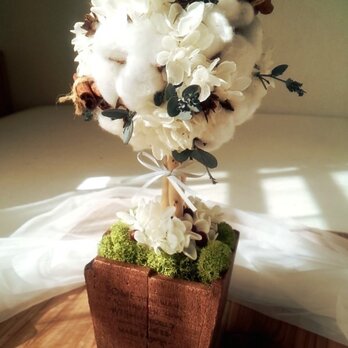 cotton topiaryの画像