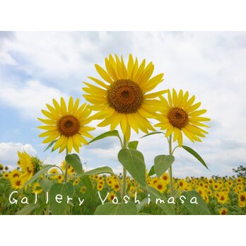 笑顔「ひまわり」「花のある暮らし」2L判サイズ光沢写真横 写真のみ 風景写真 花写真の画像