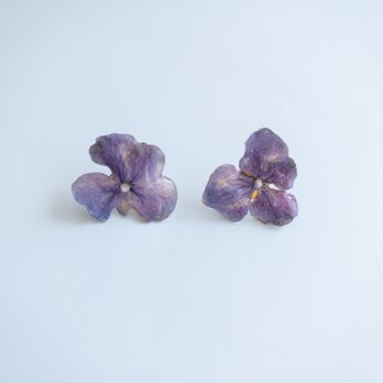 【紫陽花　ピアス】生花のアクセサリーの画像