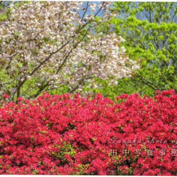 色鮮やかなツツジの花の写真(A4サイズ) LP0503-A4の画像