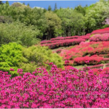 色鮮やかなツツジの花の写真(A4サイズ) LP0505-A4の画像