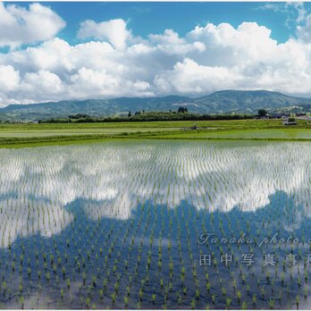 雲の映り込んだ水鏡の田(A3サイズ) LP0507-A3の画像