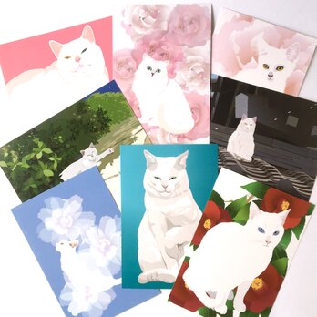 白猫ポストカード8枚セットの画像
