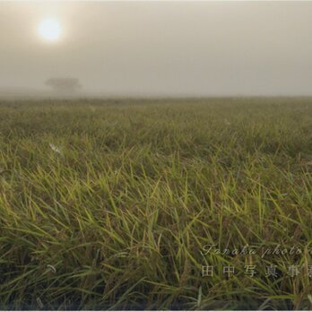 秋の早朝の田園地帯(2Lサイズ) LP0523-2Lの画像