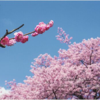 河津桜をバックに紅梅の花(A4サイズ) LP0527-A4の画像