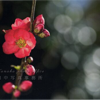 キラキラをバックに木瓜の花(2Lサイズ) LP0529-2Lの画像