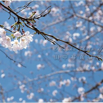 青空の下の桜の花(A4サイズ) LP0531-A4の画像