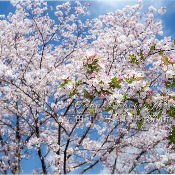 桜をバックにホンカイドウの花(A3サイズ) LP0533-A3の画像