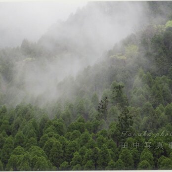 霧の杉林(A3サイズ) LP0537-A3の画像