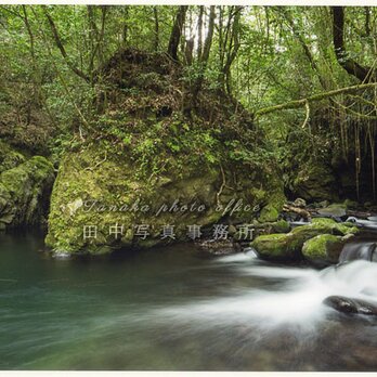 深い緑の森の下を流れる清流(A4サイズ) LP0539-A4の画像