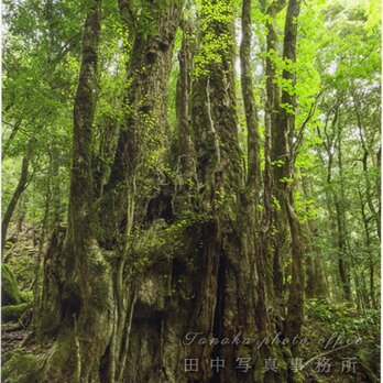カツラの巨木(2Lサイズ) LP0543-2Lの画像
