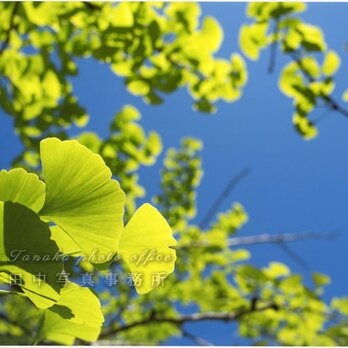 青空の下のイチョウの葉(2Lサイズ) LP0545-2Lの画像