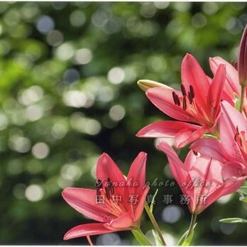 赤いスカシユリの花(A4サイズ) LP0547-A4の画像