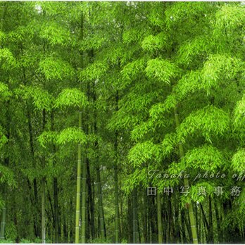 緑の竹林(2Lサイズ) LP0551-2Lの画像