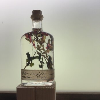 チェリーセージ …オイル漬けの標本