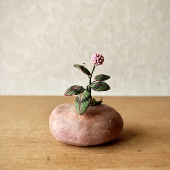 6103.bud 粘土の鉢植え ヒメツルソバの画像