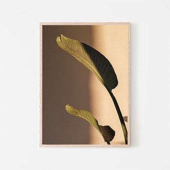 オーガスタの葉と影 / アートポスター 写真 ミニマル ベージュトーン 植物 カラー 白黒 縦長の画像