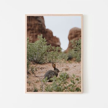 アーチーズ国立公園のウサギ / ポスター 写真 クリエイティブ 動物 自然 ユタ州 アメリカ うさぎの画像