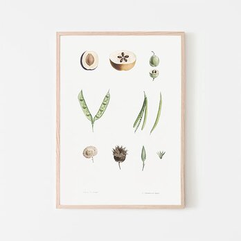 植物の部分的な図 / ポスター 写真 ミニマル クリエイティブ いんげん豆 果実 種 断面 イラスト アートプリント 縦長の画像