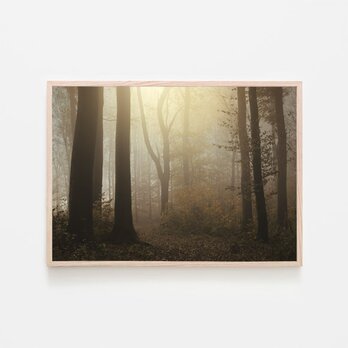 森の中の朝の陽射し / アートポスター 風景写真 forest 霧 黄葉 枯れ葉 落葉 落ち葉 白黒 カラー 横長の画像