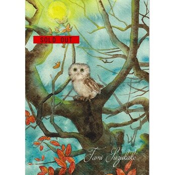 水彩画・原画「森のフクロウ」の画像