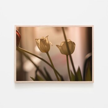 チューリップ / アートポスター 写真 カラー 白黒 アートプリント 横向き 自然 花 フラワー ヴィンテージ風 横長の画像