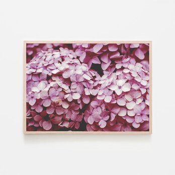 ピンク色のアジサイ / アートポスター 写真 カラー 白黒 アートプリント 横長 自然 花 フラワー 紫陽花の画像