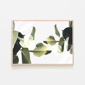 ゴムの木のアート写真 / アートポスター 写真 観葉植物 ミニマル クリエイティブ モダン インテリア 二重露光 横長の画像