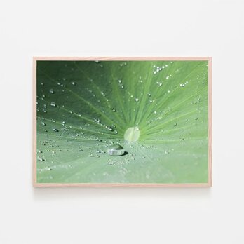 蓮の葉の上の雫 / アートポスター 写真 植物 カラー 白黒 グリーン インテリア 水滴 ハスの画像