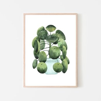 ピレアペペロミオイデス / アートポスター 水彩画 観葉植物 カラー グリーン インテリア 自然 絵 縦長の画像