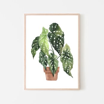 ベゴニアマクラータ / アートポスター 水彩画 観葉植物 カラー グリーン イラスト インテリア 自然 絵 縦長の画像