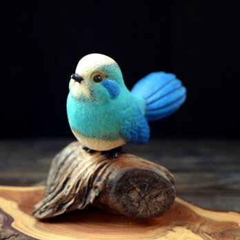 青色の鳥 no.12の画像