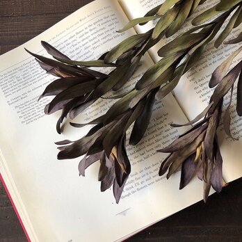 リュ―カデンドロンサファリサンセット3本 50～59cm ドライフラワー花材　そのままインテリアやスワッグ　撮影小道具などに